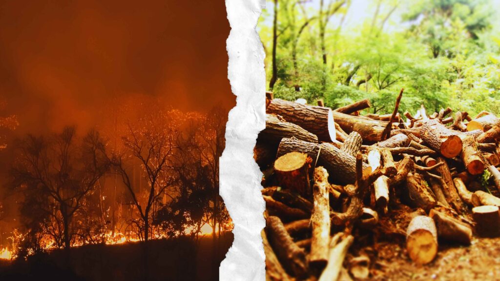 Deforestation Affects