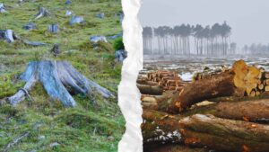 How It Impacts the Climate
