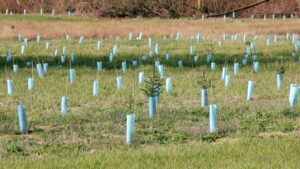 Plant Trees