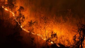 Fire in Forest