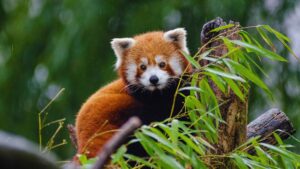 Schools Assist in Forest Conservation