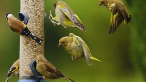 Bird Feeder