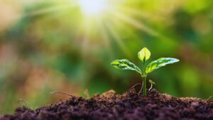 What Do Plants Need to Grow
