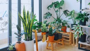 Growing Plant