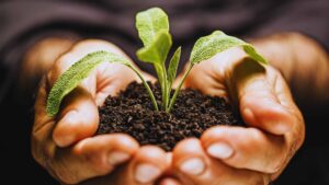 Stages of Plant Growth