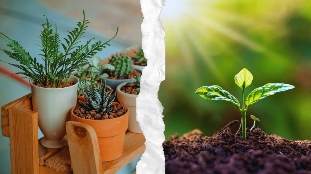 Plants Grow