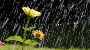 Water Cycle Important
