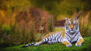 What Makes Up an Ecosystem